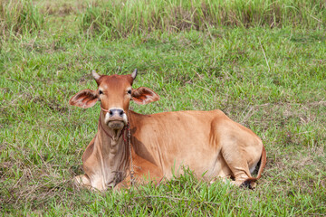 Asian local cow