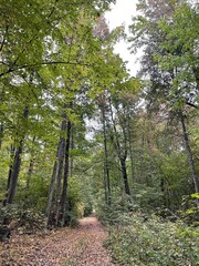 Obraz premium path in the forest