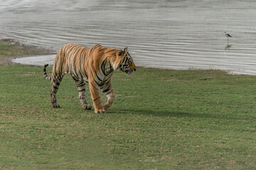 Fototapeta na wymiar Tiger, Bengal Tiger (Panthera tigris Tigris), walking near a lake in Ranthambore National Park in India. 