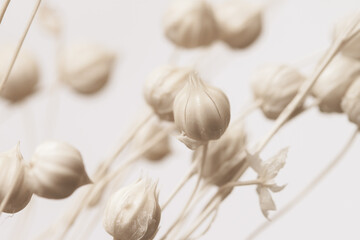 Beautiful romantic lovely wedding  white flowers buds and branches with neutral beige background macro