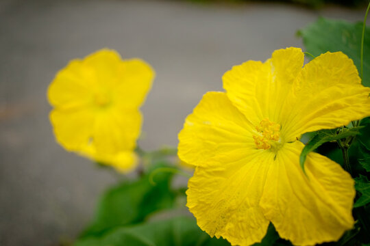 ヘチマの花 の画像 2 986 件の Stock 写真 ベクターおよびビデオ Adobe Stock
