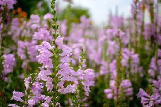 トラノオ の画像 327 件の Stock 写真 ベクターおよびビデオ Adobe Stock