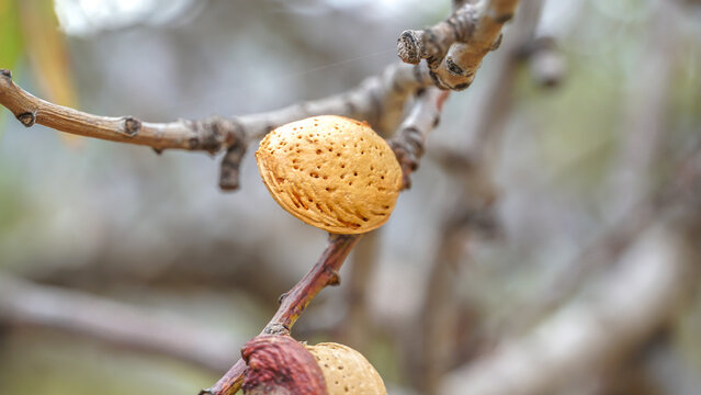 Primer plano o macro de una almendra del tipo Marcona con cascara en un arma del &aacute;rbol antes de recolecci&oacute;n.