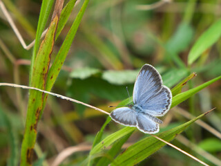 ヒメシジミ（蝶）