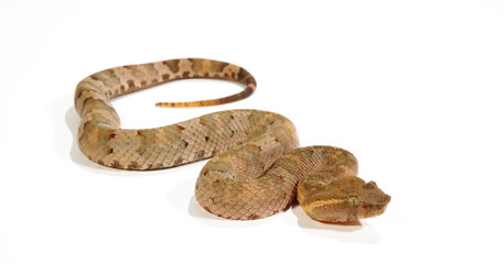  Flat-nosed pitviper // Braune Bambusotter (Craspedocephalus puniceus)