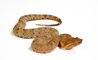  Flat-nosed pitviper // Braune Bambusotter (Craspedocephalus puniceus)