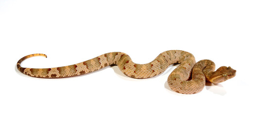  Flat-nosed pitviper // Braune Bambusotter (Craspedocephalus puniceus)