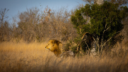 lion scent marking during the golden hour