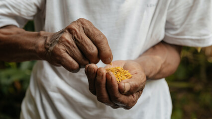  Hand holding on seed ,Seeding,Seedling,Agriculture. rice seed