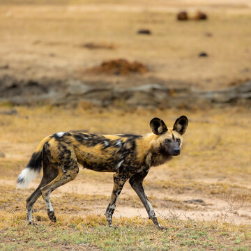 An African wild dog in the wild