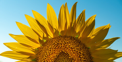 Naklejka premium Half of a sunflower flower against a blue sky. The sun shines through the yellow petals. Agricultural cultivation of sunflower for cooking oil.