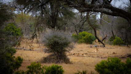 Lionesses with cubs in the wild