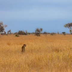 a cheetah moving through tall grass