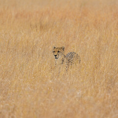 a cheetah moving through tall grass