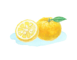水彩絵の具で描いた柚子イラスト