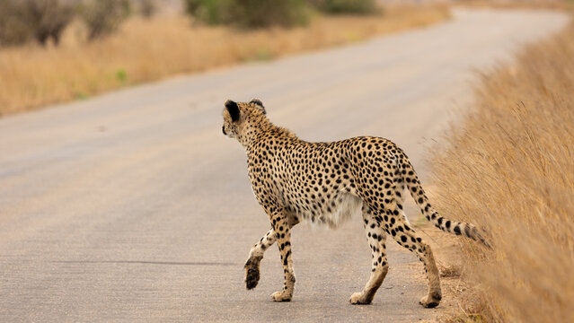 A Cheetah Stalking Across The Road