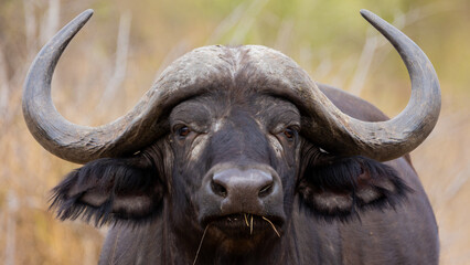 Big cape buffalo close up