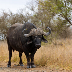 Obraz premium Big bull Buffalo with oxpeckers