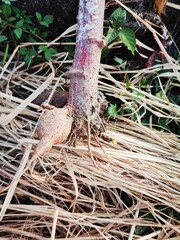 one cassava that is still stuck in its roots, taken and harvested directly from the rice fields