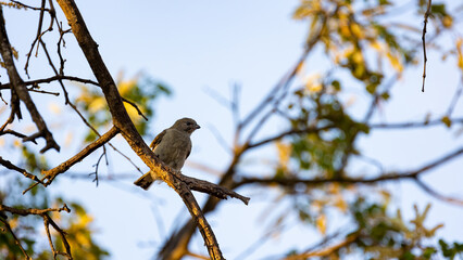 the lesser honeyguide perched in a tree