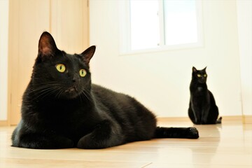 フローリングに座る黒猫2匹 - obrazy, fototapety, plakaty
