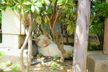 植え込みの中で毛づくろいをするクリーム色の野良猫