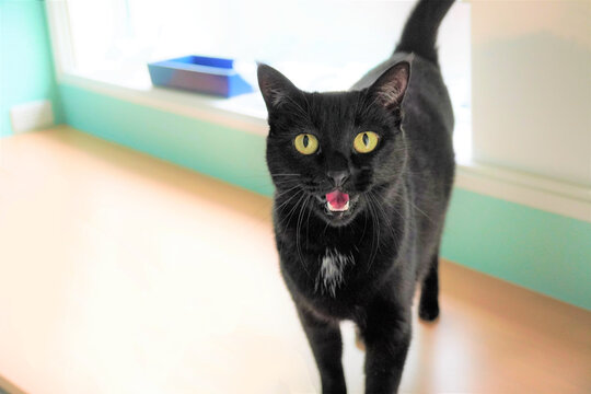 テーブルの上からカメラ目線で、口を開けて鳴く黒猫