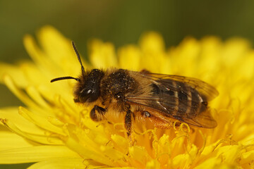 Closeup on a female yellow legged mining bee, Andrena flavipes sitting in yellow dandelion flower