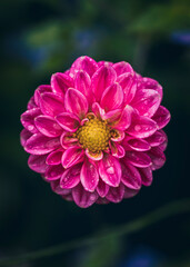 A beautiful wet pink dahlia with a dark background