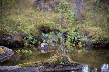 Obraz na płótnie Canvas River and small tree on rock