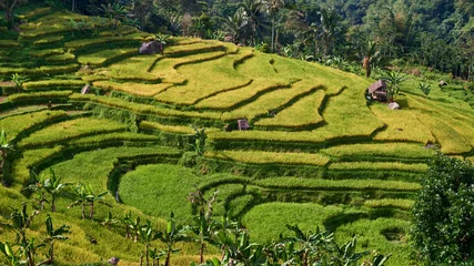 Fotobehang Rijstvelden Beautiful rice fields, Bogor, West Java, Indonesia  © Rachmattt