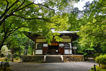 9月の京都市地蔵院の青もみじと地蔵堂