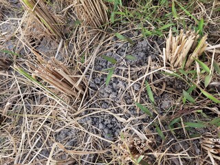 dry paddy mud that breaks randomly