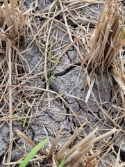 dry paddy mud that breaks randomly