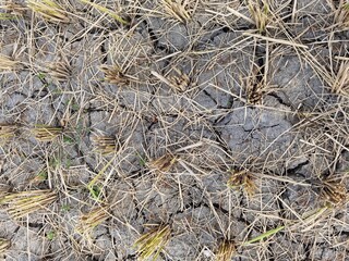 dry paddy mud that breaks randomly