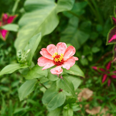 Closeup of beautiful zinnia flowers growing fresh