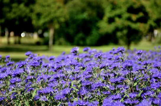 dense purple Kew Blue flowers in the autumn. Caryopteris clandonensis. closeup view. public park with soft blurred lush green foliage. nature and outdoors concept. bright summer light. fall scene.