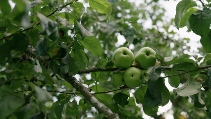 apple on apple tree on a summer day