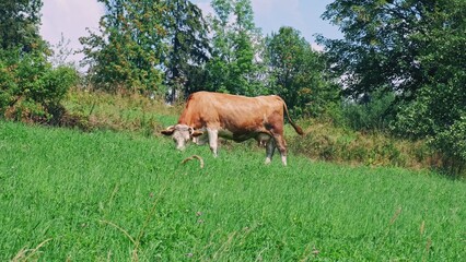 Red Milk Cow Eating Grass on Hillside Pasture 