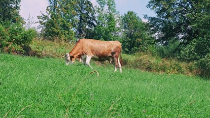 Red Milk Cow Eating Grass on Hillside Pasture 