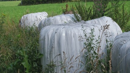 Rolls Of Silage Hay Bales Wrapped in White Plastic Film Left on Hillside Field after Harvest Season