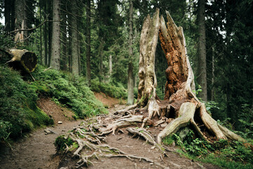 An old half-decayed stump in the middle of a path in the woods