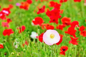 赤いポピー畑の中で咲く薄いピンク色のヒナゲシの花