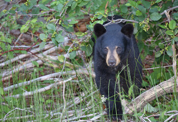 Schwarzbär / Black bear / Ursus americanus.
