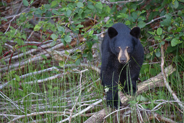 Schwarzbär / Black bear / Ursus americanus.