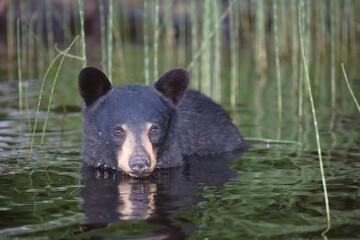 Schwarzbär / Black bear / Ursus americanus.