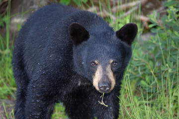 Schwarzbär / Black bear / Ursus americanus.