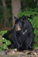 Obraz na płótnie Canvas Schwarzbär / Black bear / Ursus americanus.