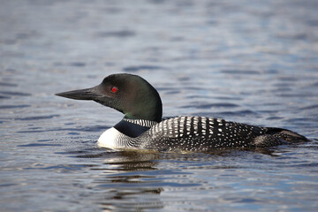 Eistaucher / Common Loon / Gavia immer.