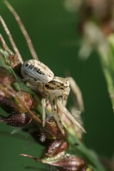 Spinne